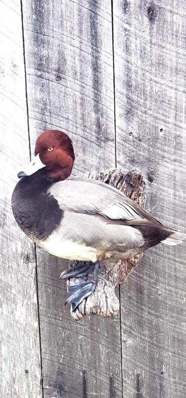 Chandler Taxidermy-Centerville TN - Image 2