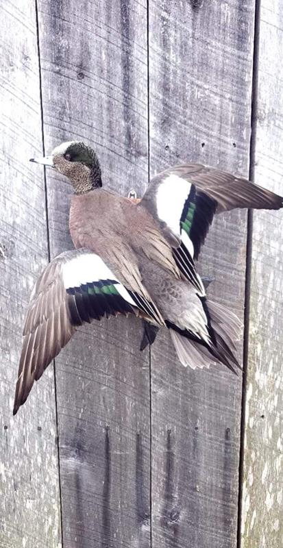 Chandler Taxidermy-Centerville TN - Image 1