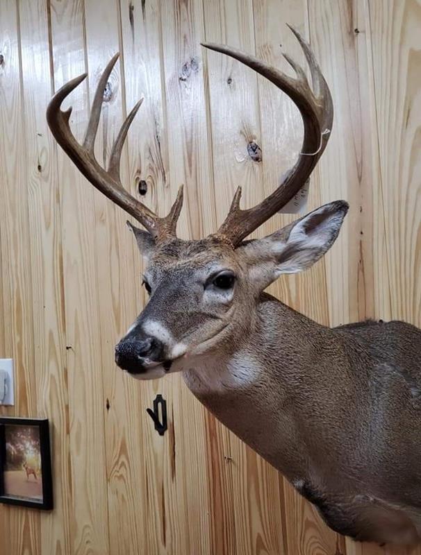 Chandler Taxidermy-Centerville TN - Image 3
